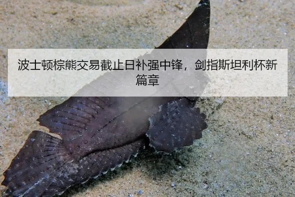 波士顿棕熊交易截止日补强中锋，剑指斯坦利杯新篇章